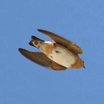 Cave Swallow